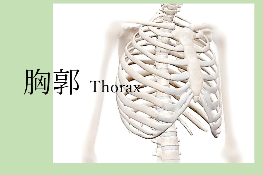 胸郭 thorax seminar