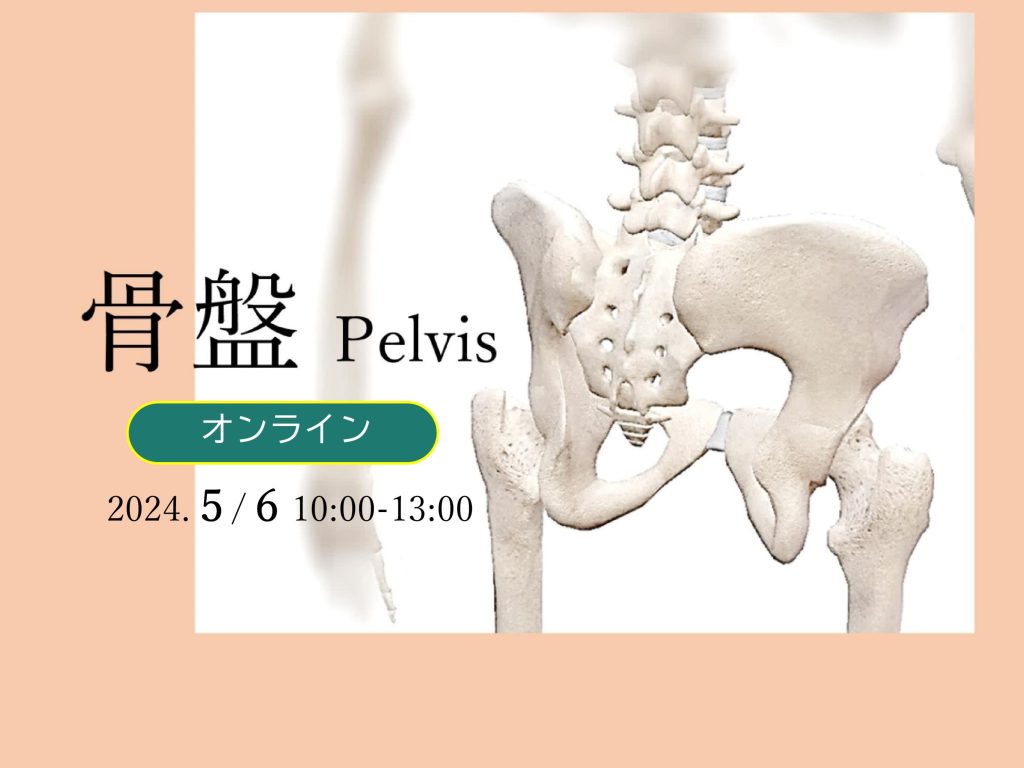 骨盤 Pelvis オンラインセミナー